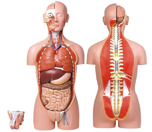 康人男、女兩性人體背部開放式半身軀干模型KAR/10003
