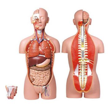  男、女兩性人體背部開放式半身軀干模型KAR/10003  