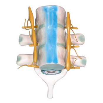 益聯(lián)脊髓和脊神經(jīng)模型YLM2099 