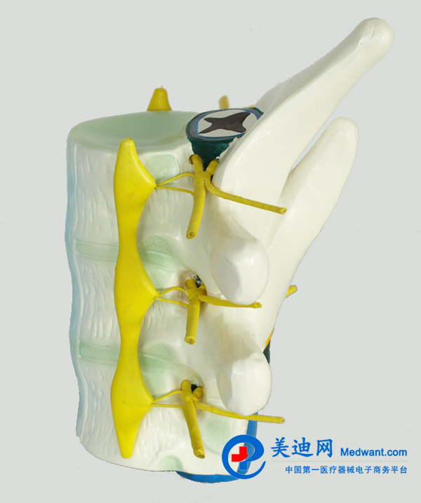 益聯(lián)  脊髓和脊神經(jīng)模型  YLM2099