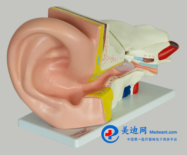 益聯(lián)  耳結構放大模型  YLM2090