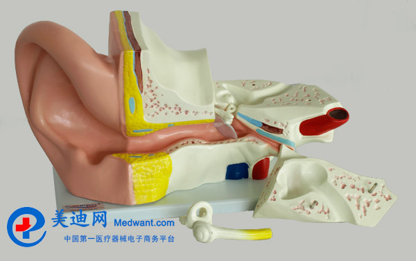 益聯(lián)  耳結構放大模型  YLM2090